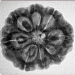8 Mukhi Rudraksha 24.9mm 4.99gm - Inverse xray
