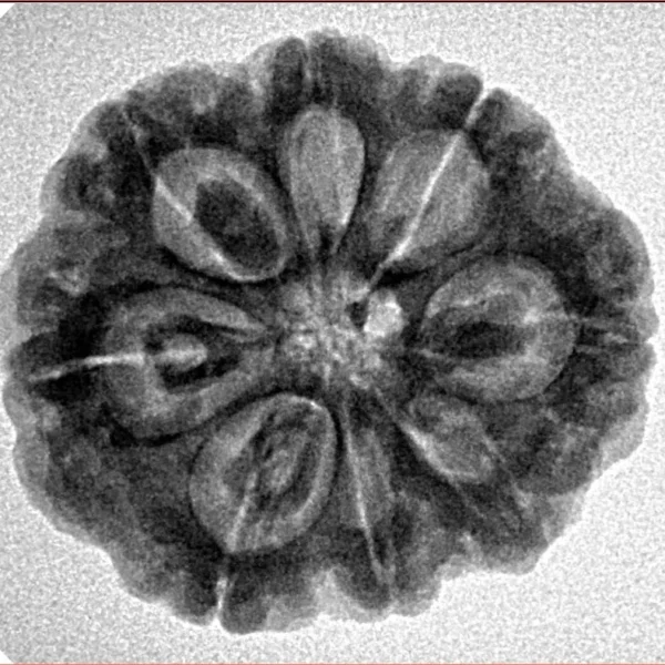 8 Mukhi Rudraksha 24.9mm 4.99gm - Inverse xray