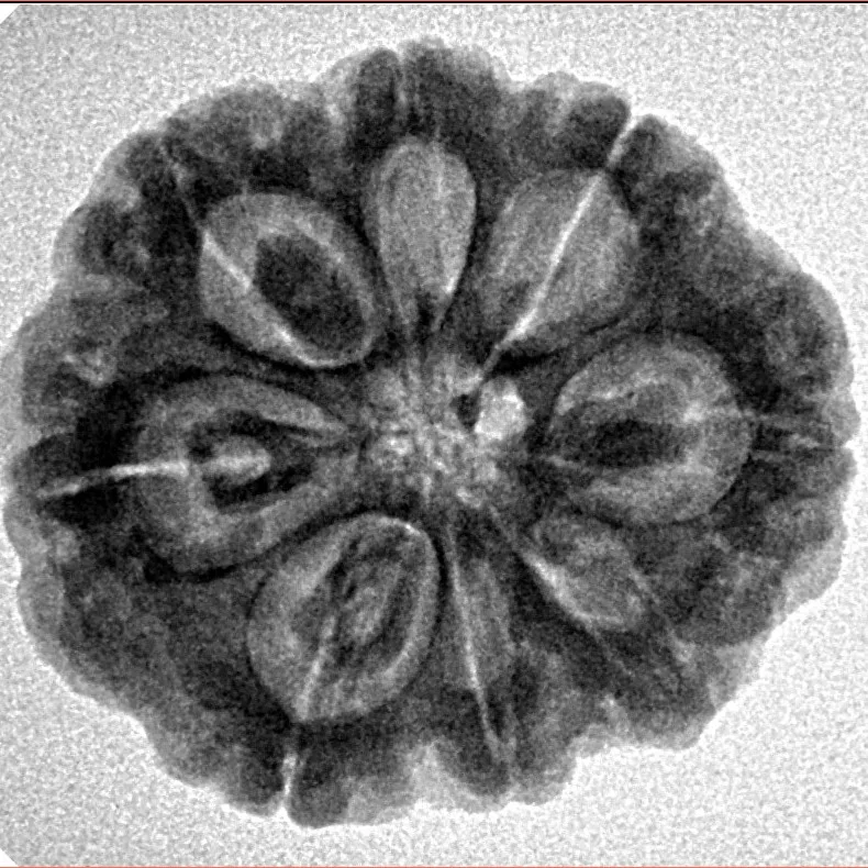 8 Mukhi Rudraksha 24.9mm 4.99gm - Inverse xray