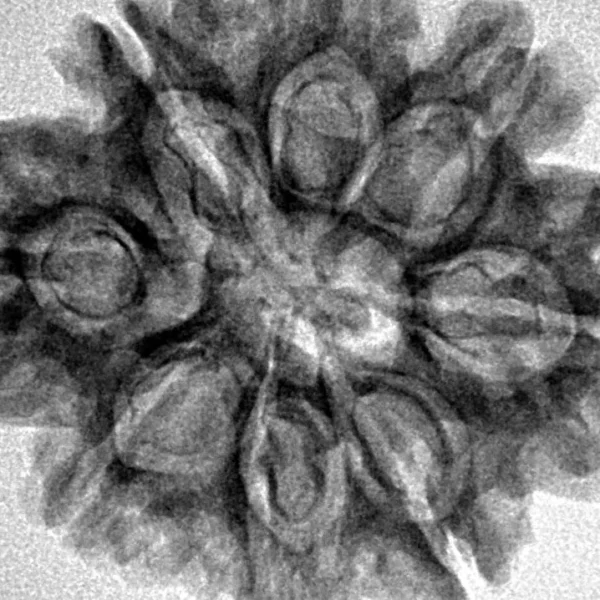 8 Mukhi Rudraksha 28mm 5gm - Inverse xray
