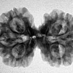 6 Mk Gaurishankar 28.8mm 4.16gm - Inverse xray