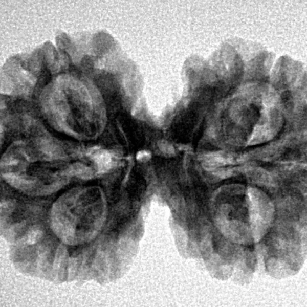 6 Mk Gaurishankar 28.8mm 4.16gm - Inverse xray