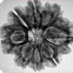 8 Mukhi Rudraksha 26.9mm 4.9gm - Inverse xray