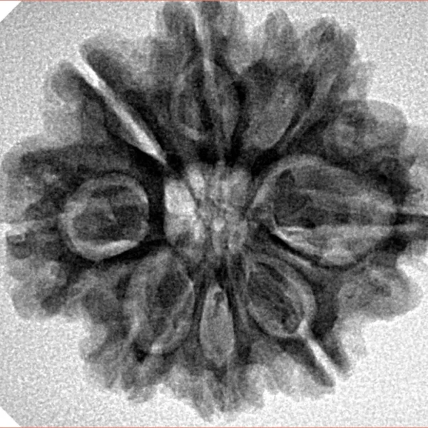 8 Mukhi Rudraksha 26.9mm 4.9gm - Inverse xray