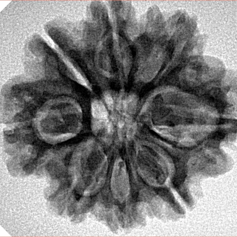 8 Mukhi Rudraksha 26.9mm 4.9gm - Inverse xray