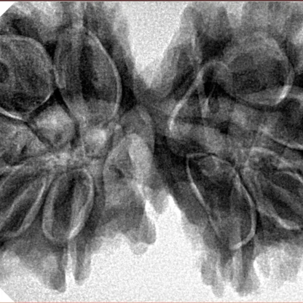11 MK Gaurishankar 40.3mm 8.66gm - Inverse xray