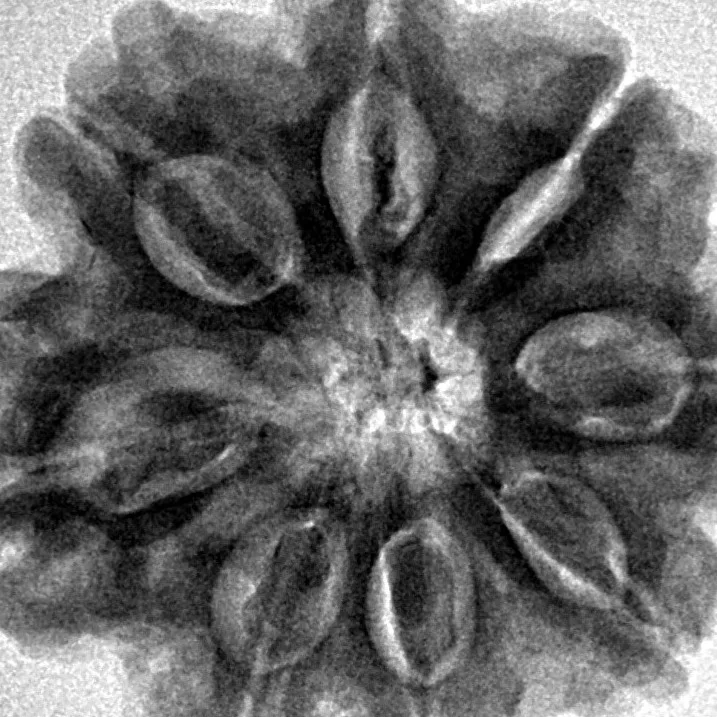 8 Mukhi Rudraksha 27.4mm 6.62gm - Inverse xray