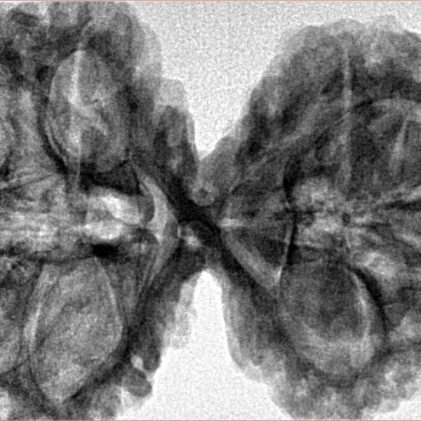 10 Mk Gaurishankar 40.7mm 9.38gm - Inverse xray