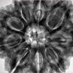9 Mukhi Rudraksha 32mm 9.35gm - Inverse xray