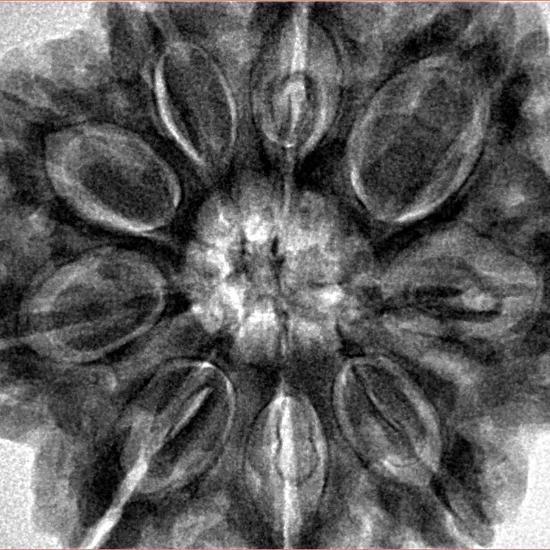 9 Mukhi Rudraksha 32mm 9.35gm - Inverse xray