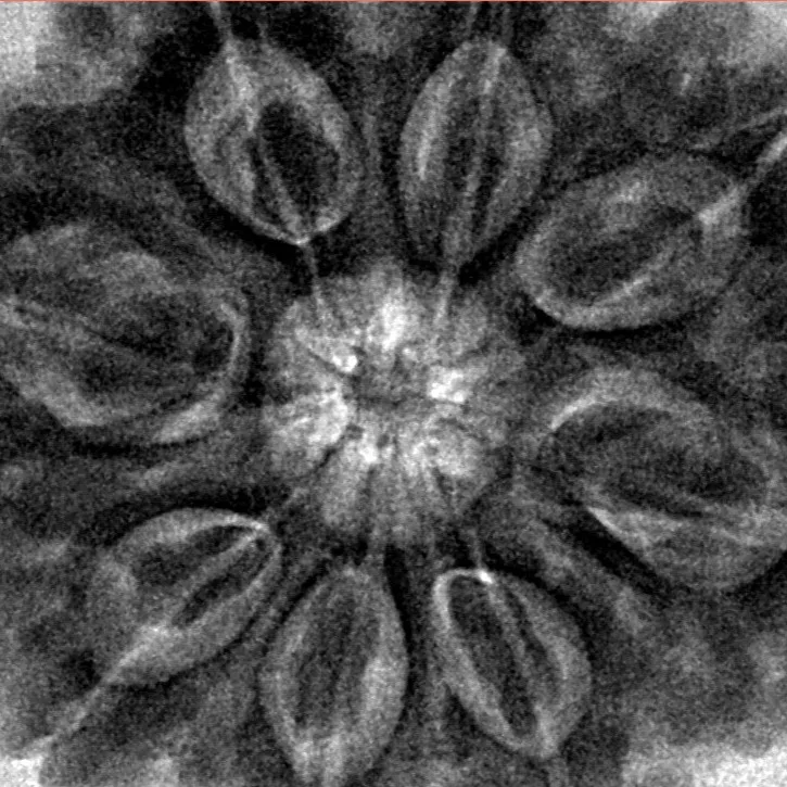 8 Mukhi Rudraksha 31.9mm 9.68gm - Inverse xray