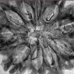 10 Mukhi Rudraksha 35.2mm 5.48gm - Inverse xray