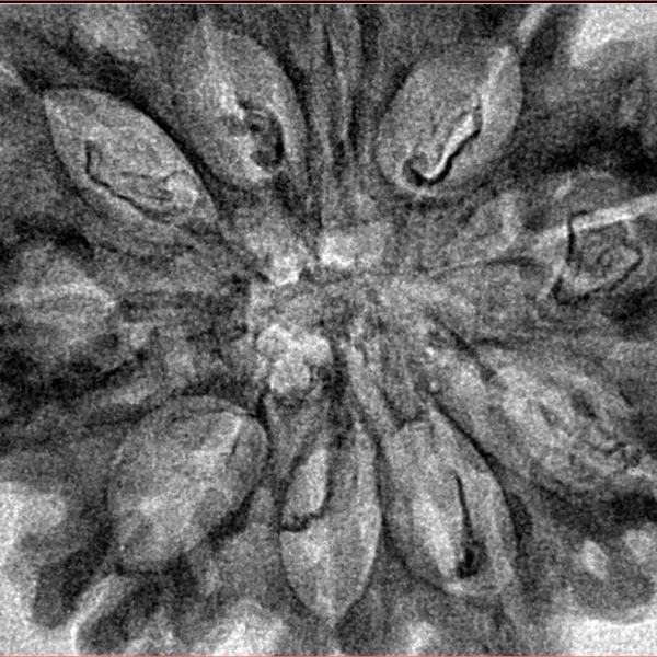 10 Mukhi Rudraksha 35.2mm 5.48gm - Inverse xray
