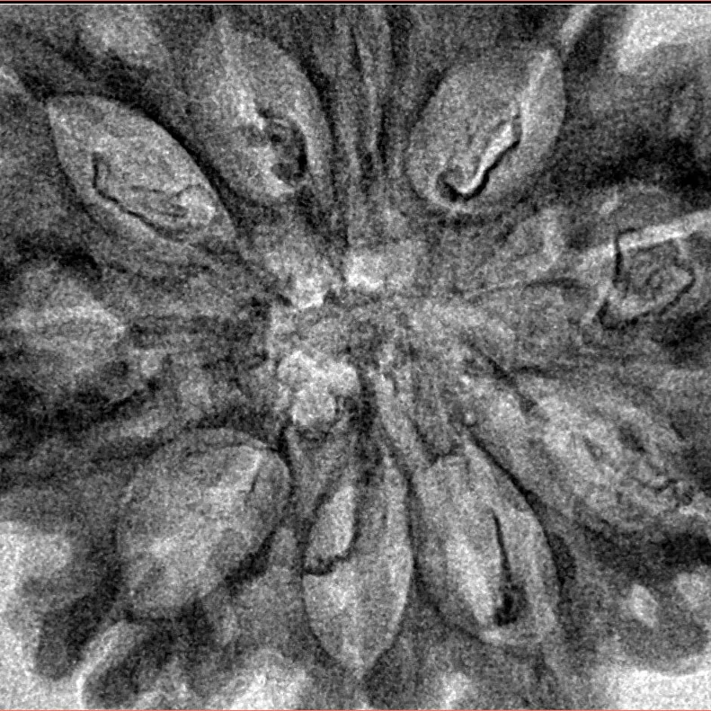 10 Mukhi Rudraksha 35.2mm 5.48gm - Inverse xray