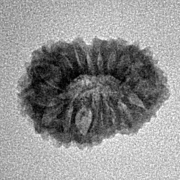 17 Mukhi Rudraksha 18.2mm 1.23gm - Inverse xray
