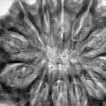 12 Mukhi Rudraksha 36.7mm 8.5gm - Inverse xray
