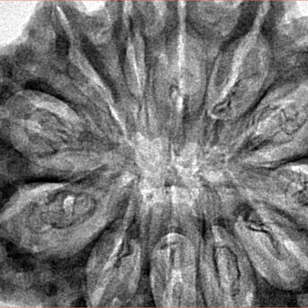 12 Mukhi Rudraksha 36.7mm 8.5gm - Inverse xray