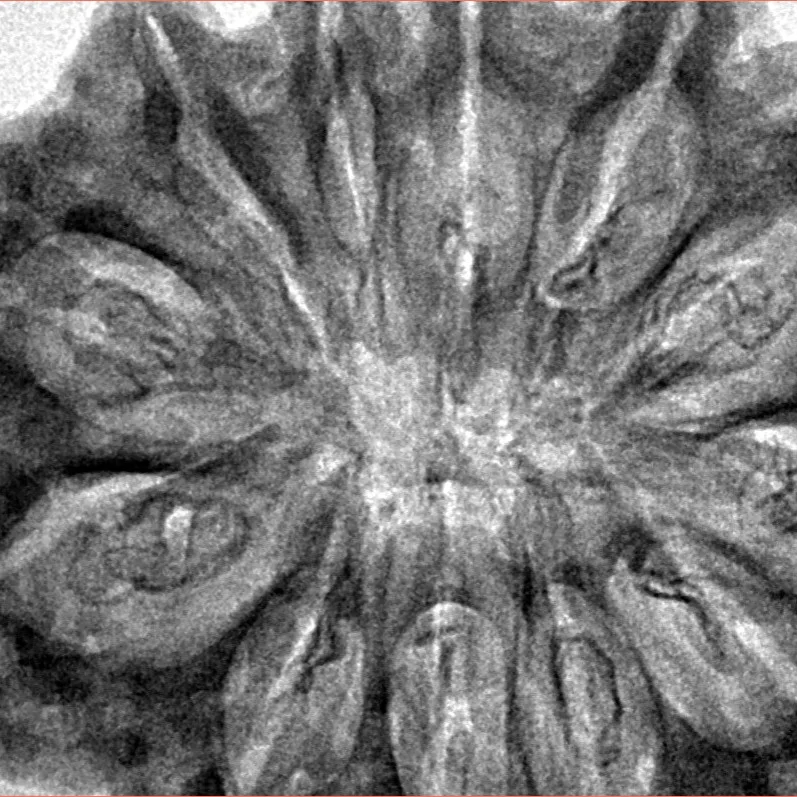 12 Mukhi Rudraksha 36.7mm 8.5gm - Inverse xray