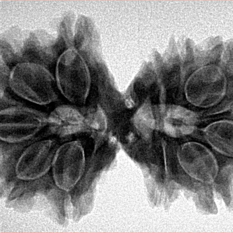12 MK Gaurishankar 34.2mm 6.31gm - Inverse xray