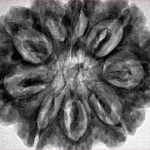 9 Mukhi Rudraksha 30.9mm 7gm - Inverse xray
