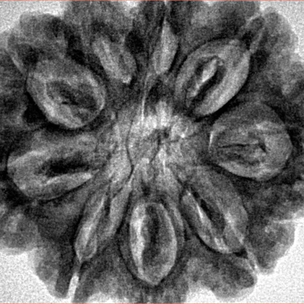 9 Mukhi Rudraksha 30.9mm 7gm - Inverse xray