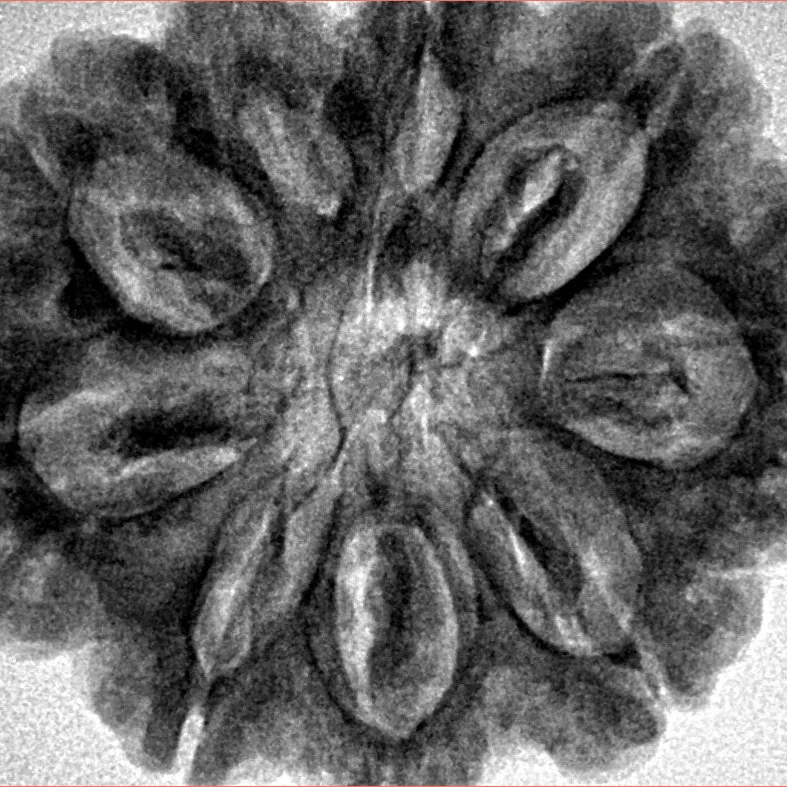 9 Mukhi Rudraksha 30.9mm 7gm - Inverse xray