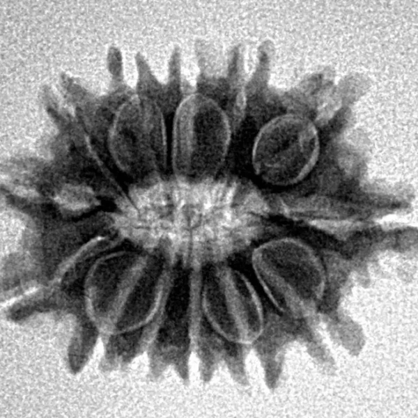 13 Mukhi Rudraksha 21.8mm 2.4gm - Inverse xray