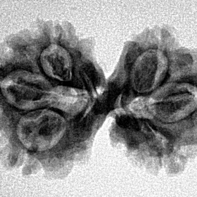 7 MK Gaurishankar 26.6mm 2.92gm - Inverse xray