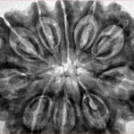 10 Mukhi Rudraksha 35.2mm 8.36gm - Inverse xray