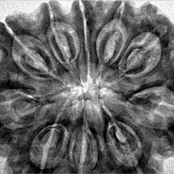 10 Mukhi Rudraksha 35.2mm 8.36gm - Inverse xray