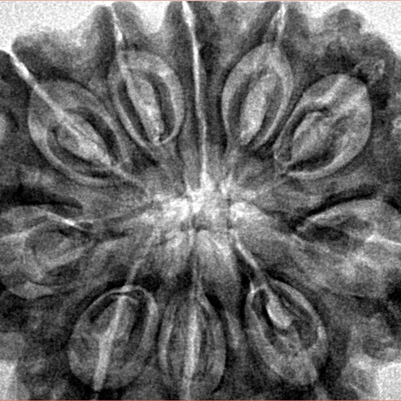 10 Mukhi Rudraksha 35.2mm 8.36gm - Inverse xray