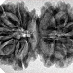 13 MK Gaurishankar 37.1mm 6.59gm - Inverse xray