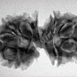 10 Mukhi G.S & Ganesh 31.3mm 4.54gm - Inverse xray