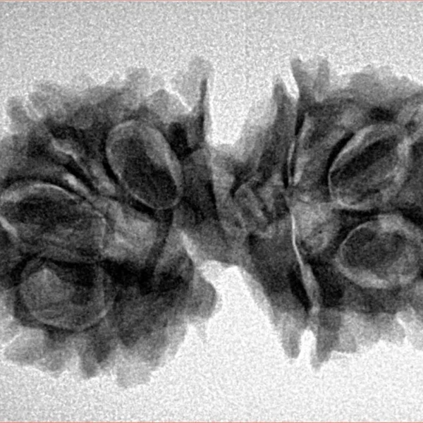 10 Mukhi G.S & Ganesh 31.3mm 4.54gm - Inverse xray