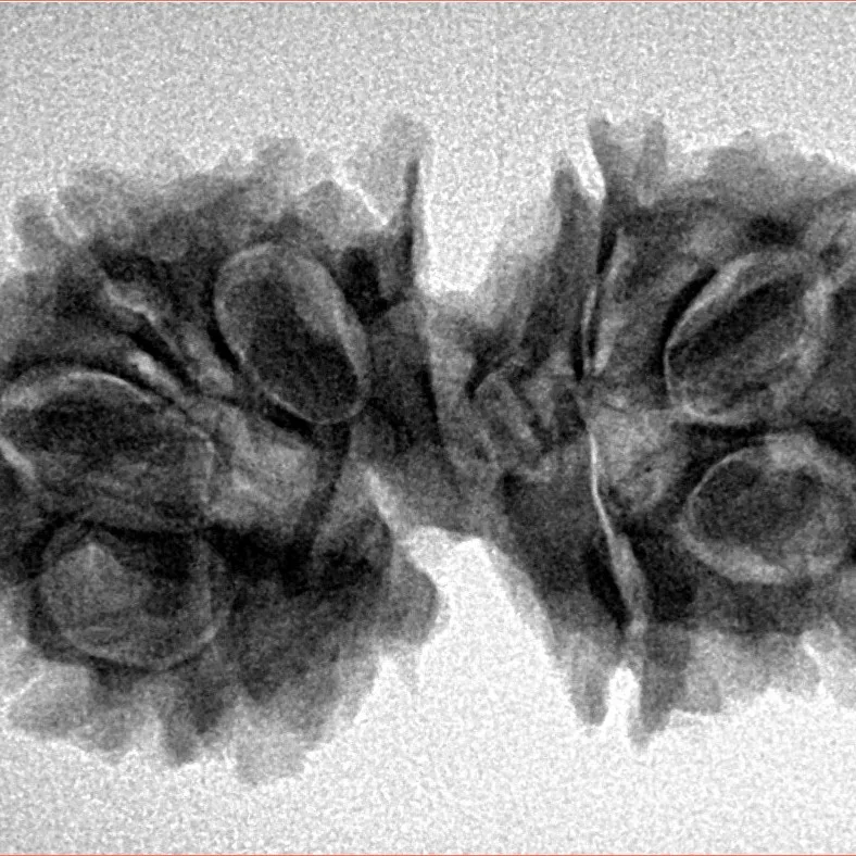 10 Mukhi G.S & Ganesh 31.3mm 4.54gm - Inverse xray