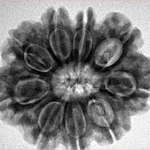 9 Mukhi Rudraksha 28mm 6gm - Origin: Nepal - Inverse xray