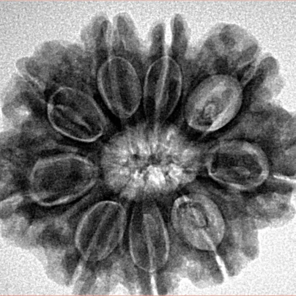9 Mukhi Rudraksha 28mm 6gm - Origin: Nepal - Inverse xray