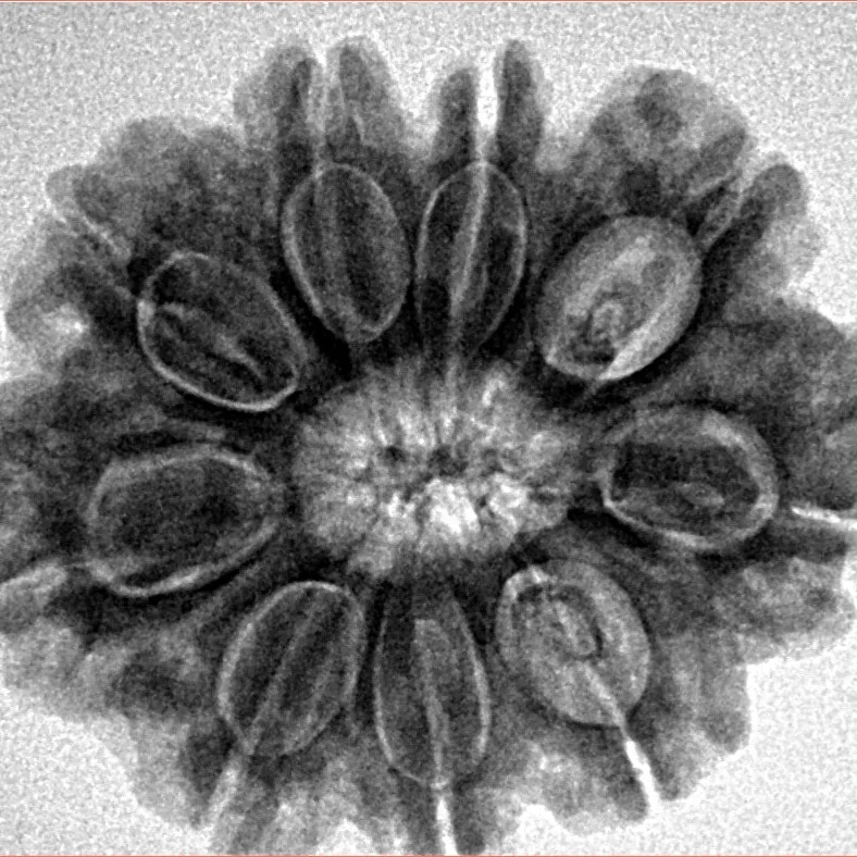 9 Mukhi Rudraksha 28mm 6gm - Origin: Nepal - Inverse xray
