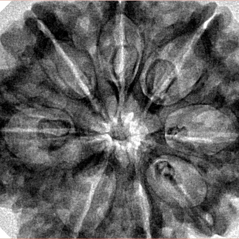 8 Mukhi Rudraksha 33mm 8gm - Inverse xray