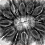 12 Mukhi Rudraksha 35.8mm 10.16gm - Inverse xray