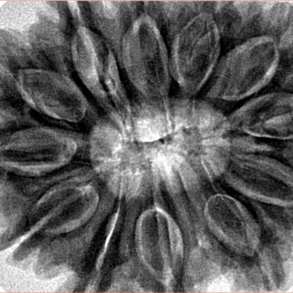 12 Mukhi Rudraksha 35.8mm 10.16gm - Inverse xray
