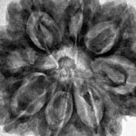 8 Mukhi Rudraksha 29.7mm 7.77gm - Inverse xray