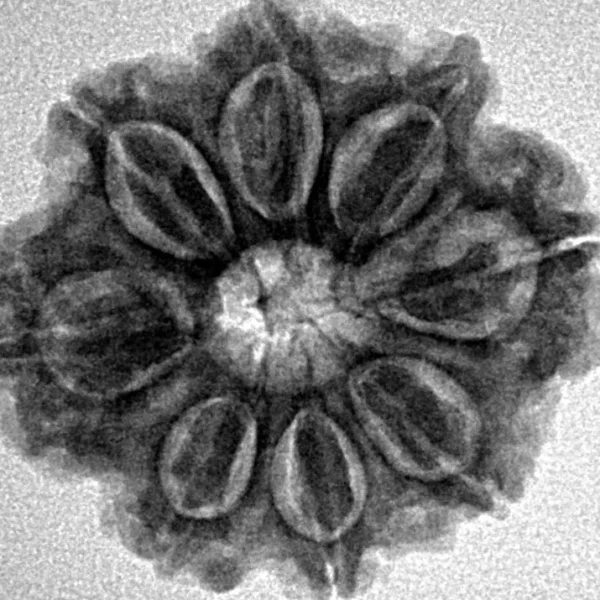 8 Mukhi Rudraksha 24.3mm 4.31gm - Inverse xray