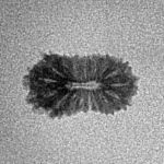 17 Mukhi Rudraksha 14.1mm 0.38gm - Inverse xray