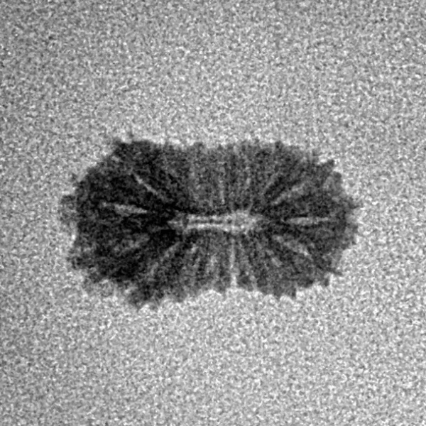 17 Mukhi Rudraksha 14.1mm 0.38gm - Inverse xray