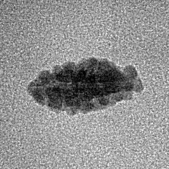 1 Mukhi Rudraksha 12.8mm 0.22gm - Inverse xray