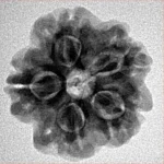 1MK(Underdeveloped) 22.3mm 3.67gm - Inverse xray