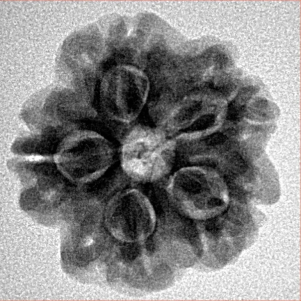 1MK(Underdeveloped) 22.3mm 3.67gm - Inverse xray