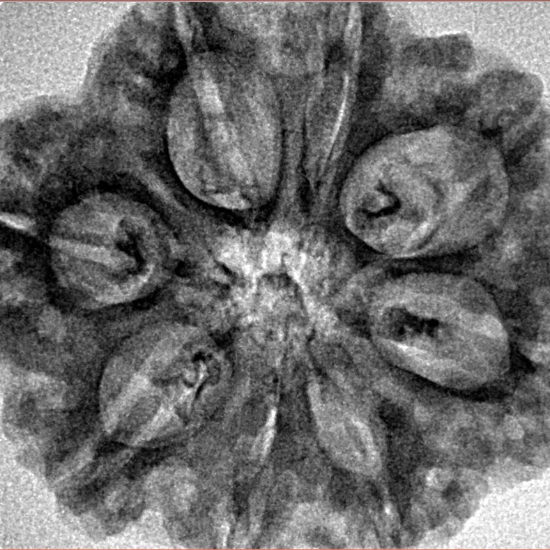 8 Mukhi Rudraksha 29.4mm 5.45gm - Inverse xray
