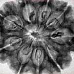 9 Mukhi Rudraksha 32.5mm 7.45gm - Inverse xray